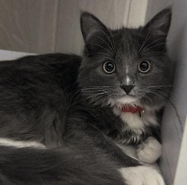 крысы белые: Кошка даром: Рэгдолл, 1 год, Девочка, Приучена к лотку — 1