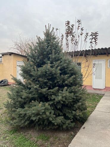 электроды для сварки 3 мм: Саженцы деревьев: Ели, Самовывоз — 3