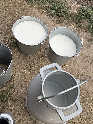 Продаю | Корова (самка) | Голштин | Для молока | Привязанные — 8
