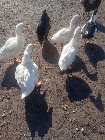 отдам в хорошие руки щенка немецкой овчарки: Утки домашние (молодняк/подрощенные). - Породы/масти на фото: белые — 1