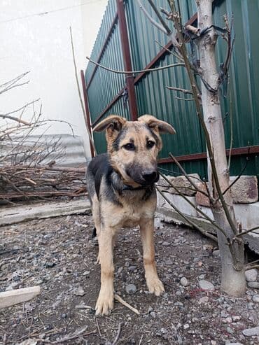 Вязка собак: Немецкая овчарка (молодой кобель) Описание: - Окрас: чёрно‑палевый — 1