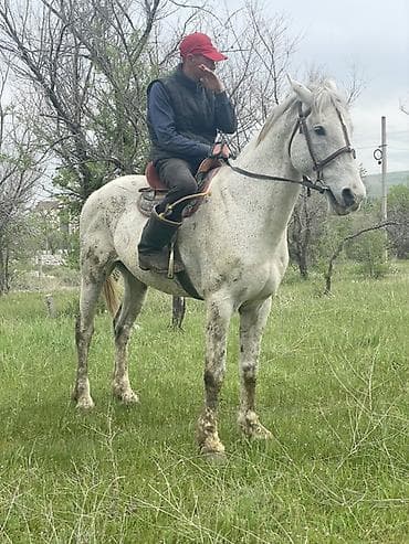 лошади породистые: Продаю | Жеребец | Для разведения, Конный спорт — 3