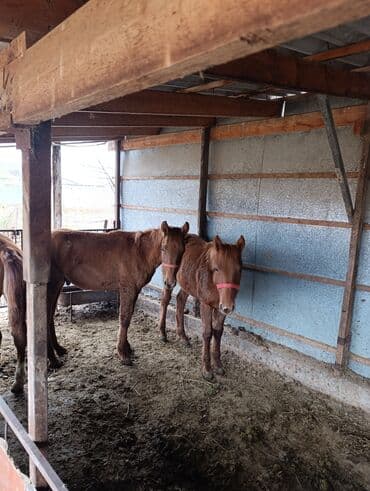 дом для кур: Продаю | Жеребенок | Для разведения — 1