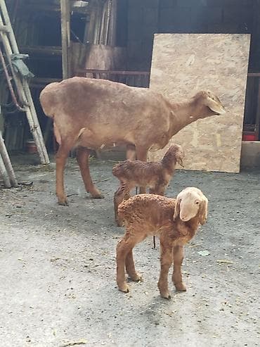 попугай каракол: Продаю | Овца (самка) | Полукровка | Для разведения | Племенные — 5