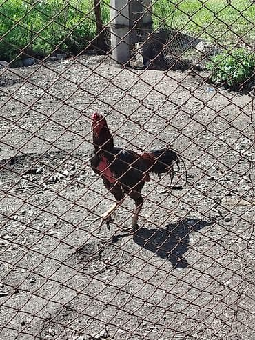 анти лай: Продаю | Петух | Бойцовая | Для разведения — 2