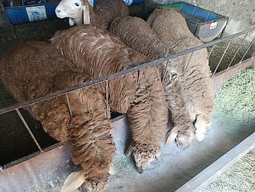 немецкий офчарка: Продаю | Баран (самец) | Эдильбаевская | Для разведения — 7