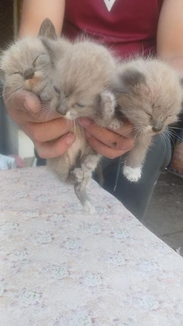 сиамская кошка даром: Отдадим в хорошей руки — 1