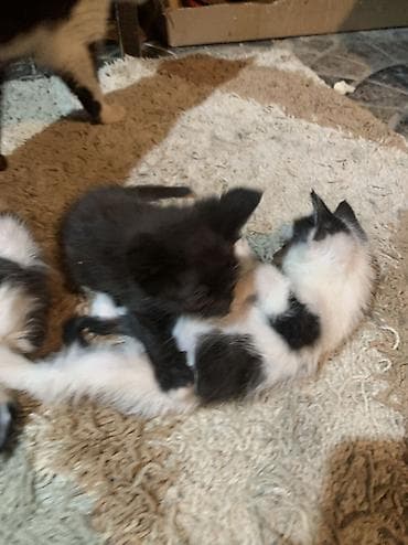 шотландский кот: Кошка даром: Беспородная, 1 месяц, Мальчик — 2
