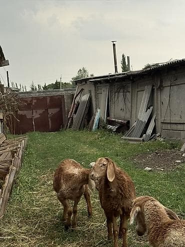 Животные: Продаю | Овца (самка) | Для разведения | Ярка — 3