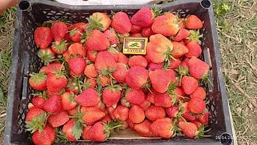 продаю орех: Клубника Клери, Оптом — 2