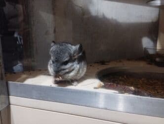 чилийская белка дегу: Продаю шиншиллу он ручной — 5