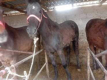 пти брабансон: Продаю | Кобыла (самка) | Для разведения | Племенные — 2