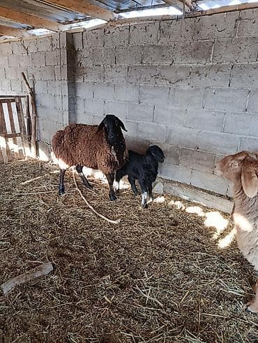 парода ала тоо: Продаю | Овца (самка) | Для разведения — 9