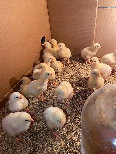 продажа цыплят бройлеров: Продаю | Цыплята | Бройлерная | На забой — 1