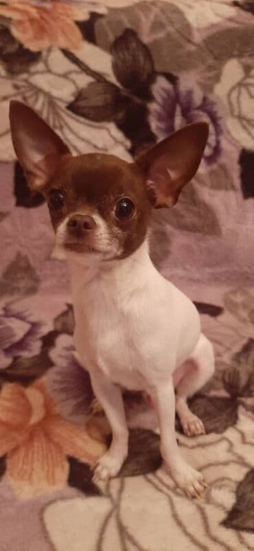 американские булли: Чихуахуа, Более 5 лет, Самец — 1