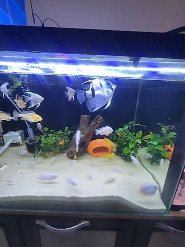 аквариумные черепахи мини: Цихлиды альбиносы для домашнего аквариума белый принцы и попугай — 9