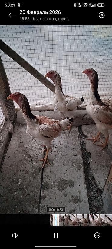 куриная печень: Продаю | Куры | Бойцовая | Для разведения — 2