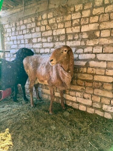 Грызуны: Продаю | Баран (самец) | Арашан | Для разведения | Племенные — 10