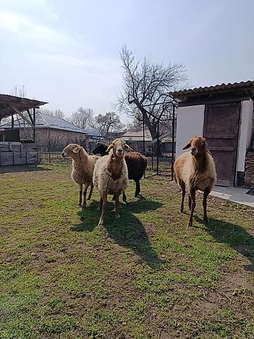 яйца индюка: Продаю | Овца (самка) | Полукровка | На забой | Ярка — 4