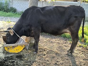 пчелы матки: Продаю | Корова (самка) | Для молока | Привязанные — 1