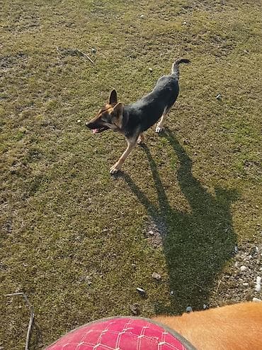 доберман купить щенка: Овчарка, 1 год, Самка, С прививкой — 3