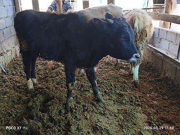 галиштин уйлар: Продаю | Бык (самец) | На откорм | Искусственник — 3
