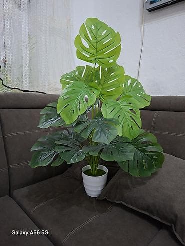 ковры паласы новый: Продаются искусственные растения. Всегда красивые без ухода. Новые — 6