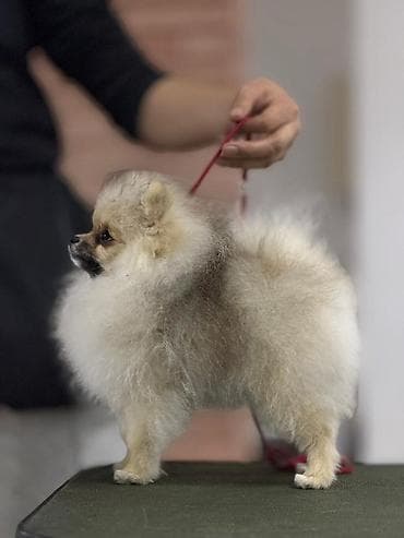 Отдам даром собаку: Померанский шпиц (мини), мальчик. Окрас крем-соболь. Компактный — 4
