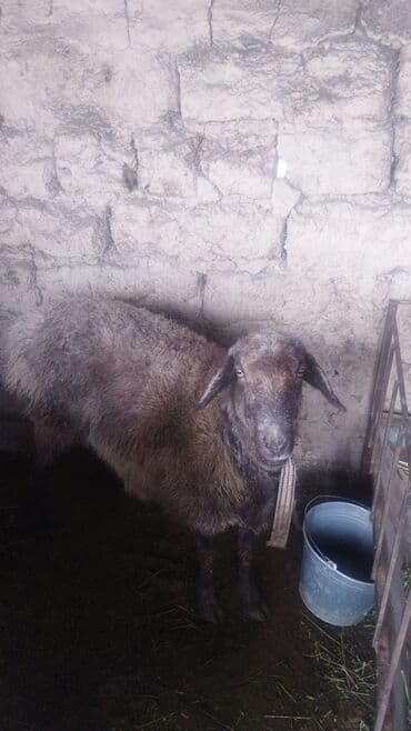 уй са: ( Овца ) — 2