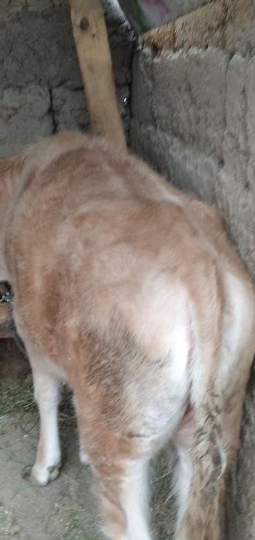 Башка жаныбарлар: Сатам | Бука (эркек), Кунаажын | Бордоп семиртүү үчүн | Байланган — 2