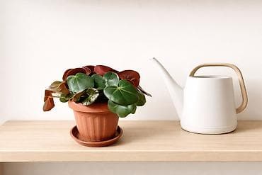 Бегония Фиста 
цветок