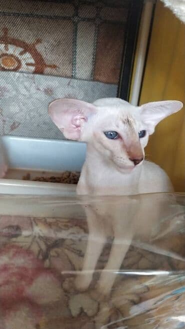 шотландская золотая шиншилла цена: Ориентальная, 2 месяца, Девочка, Черепаховый — 14