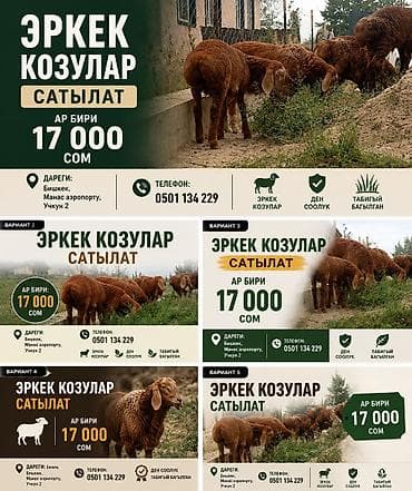 кошка купить бишкек: Продаю | Ягненок | Для разведения | Племенные — 1