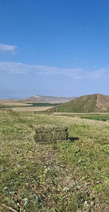 итер: Эспарцет сатылат ысык ата бир тюк 200 Срочно продаются тюки травы — 1