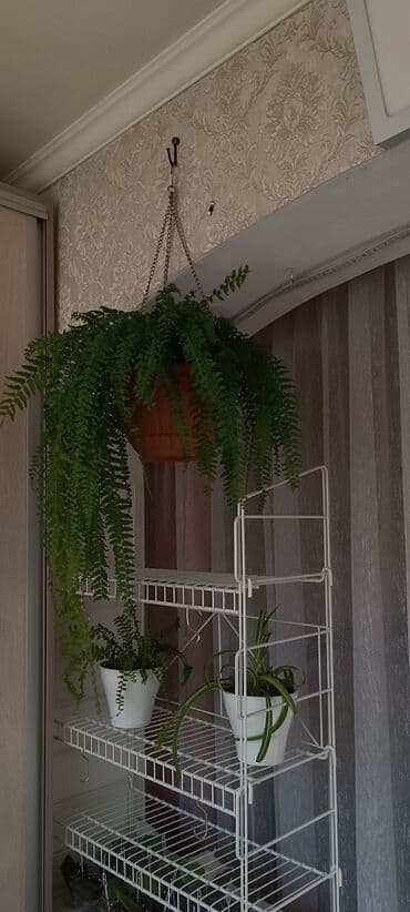 подвесные кресла: Пышный папоротник с густой листвой, подходящий для подвесного — 7