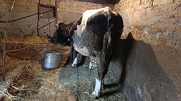 Услуги ветеринара: Продаю | Корова (самка) | Голштин | Для разведения, Для молока | Стельные — 2