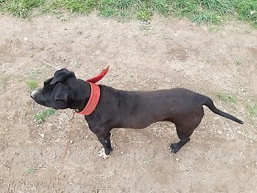 собака чихуахуа: Питбуль Кубинский Сатылат — 1