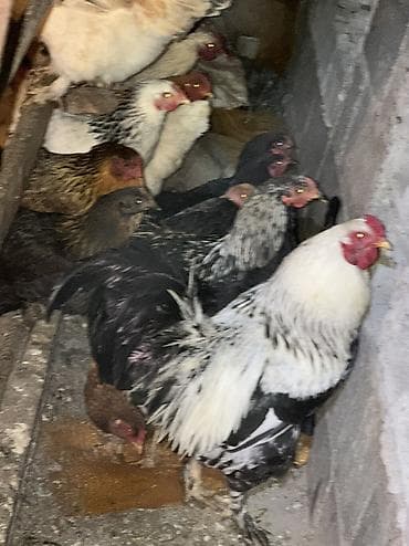 клетки кур несушек: Продаю | Куры, Петух | Домашняя | На забой, Для разведения, Несушки — 4