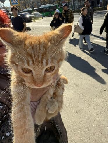 carters для мальчика: Беспородная, 2 месяца, Мальчик, Рыжий — 9