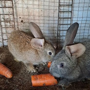 кролики великан: Продаю | Крольчата | Для разведения — 4