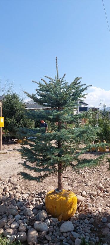 саженцы сосны: Саженцы деревьев: Ели, Платная доставка — 3