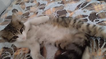 Котёнок, пушистый длинношёрстный табби с белыми лапками и грудкой at lalafo.kg Котёнок, пушистый длинношёрстный табби с белыми лапками и грудкой