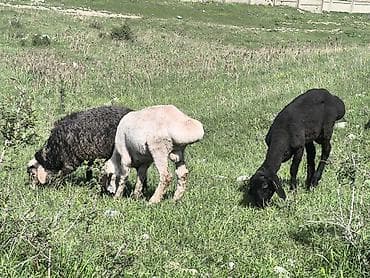 куры живые: Продаю | Овца (самка) | Для разведения | Матка — 1