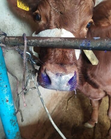 Грызуны: Ветеринар все услуги ветеринарного врача лечение до полного — 5