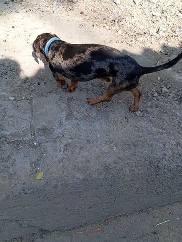 бордер колли собака: Такса, 3 года, Самец — 4