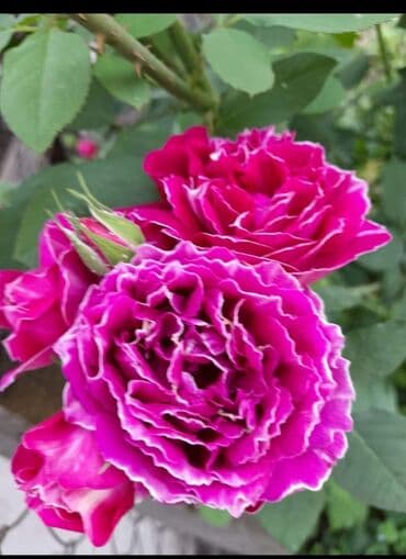 березы саженцы: Предлагается саженец кустарника с развитой корневой системой, готовый — 10