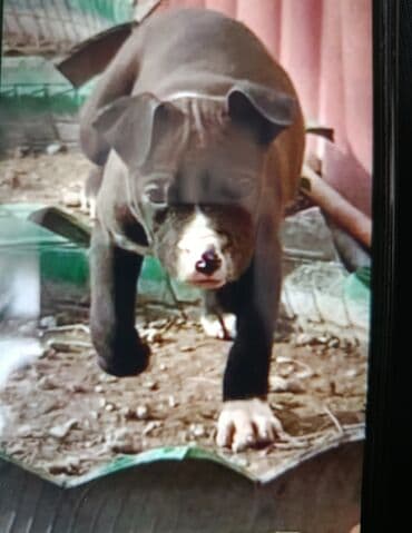 Вязка собак: 2 месяца, Самка, С прививкой — 1