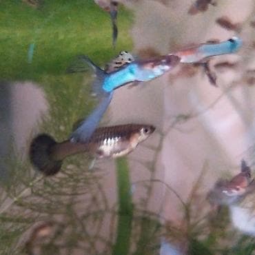 🐟 Гуппи Эндлера 🐟 Продам гуппи Эндлера. Рыбки здоровые, активные at lalafo.kg 🐟 Гуппи Эндлера 🐟 Продам гуппи Эндлера. Рыбки здоровые, активные