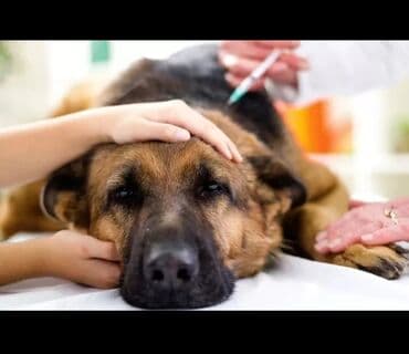 Усыпление животных (эвтаназия) вывоз трупа в скотомогильник