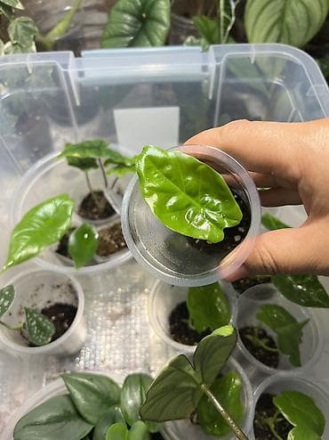 алоказия купить: Алоказия (арма крупными “ушами слона”) — детки-клубеньки для — 2